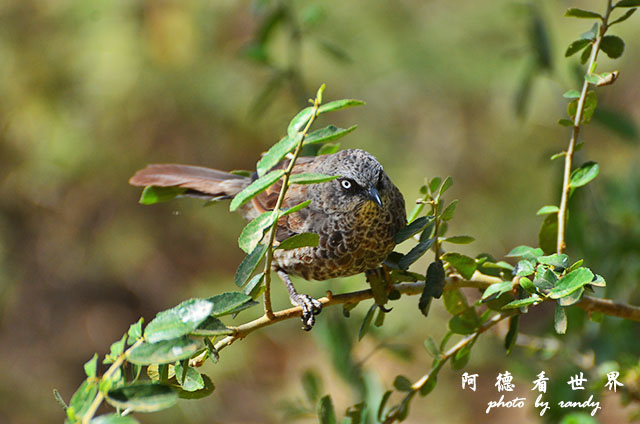 serengeti1D7000 131.JPG serengeti1D7000 131.JPG