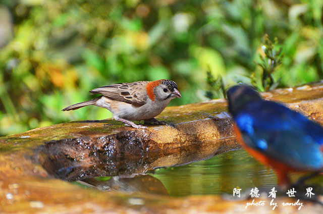 serengeti1D7000 140.JPG serengeti1D7000 140.JPG