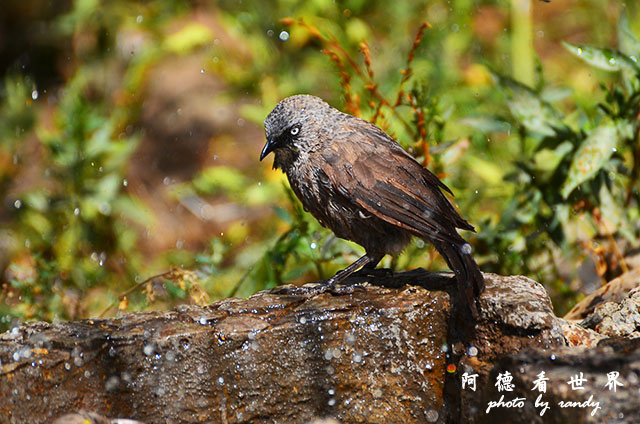serengeti1D7000 147.JPG serengeti1D7000 147.JPG