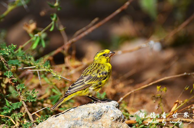 serengeti1D7000 149.JPG serengeti1D7000 149.JPG