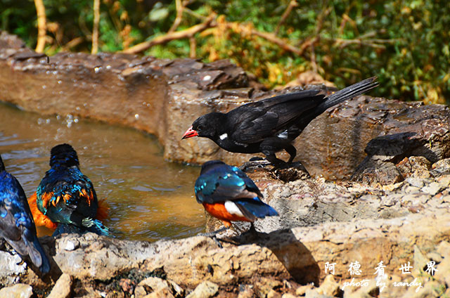 serengeti1D7000 150.JPG