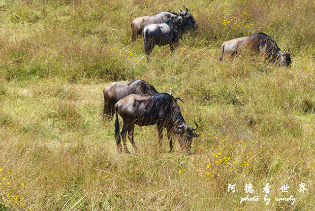 serengeti1FZ200 (68).JPG serengeti1FZ200 (68).JPG