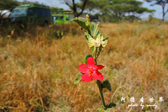 serengeti1P7700 048.JPG