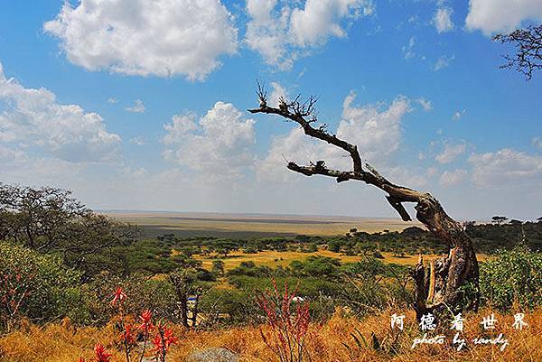 serengeti1P7700 054.JPG