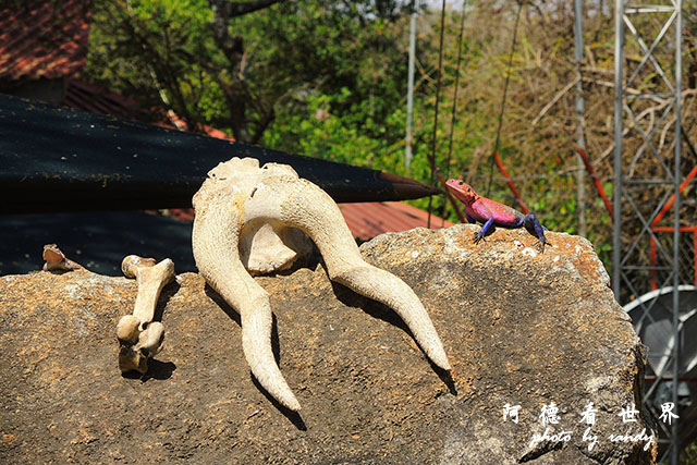 serengeti1P7700 083.JPG serengeti1P7700 083.JPG