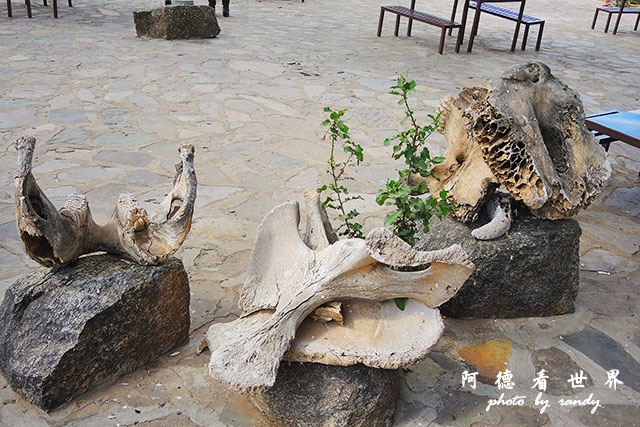 serengeti1P7700 088.JPG serengeti1P7700 088.JPG