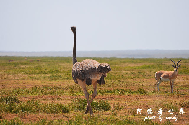 serengeti1D7000 073.JPG