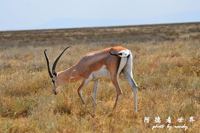 serengeti1D7000 167.JPG