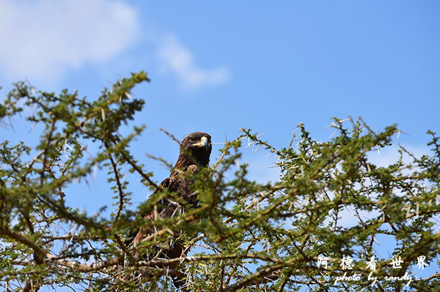 serengeti1D7000 171.JPG