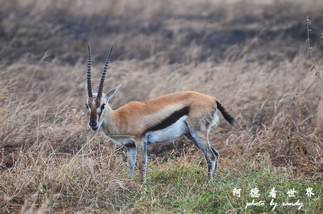 serengeti1D7000 174.JPG