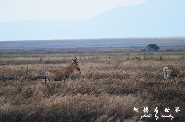 serengeti1D7000 176.JPG