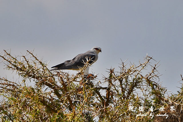 serengeti1D7000 180.JPG