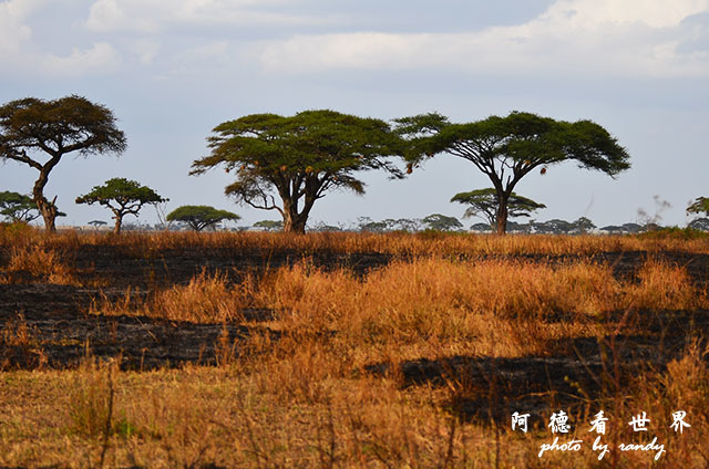 serengeti1D7000 197.JPG