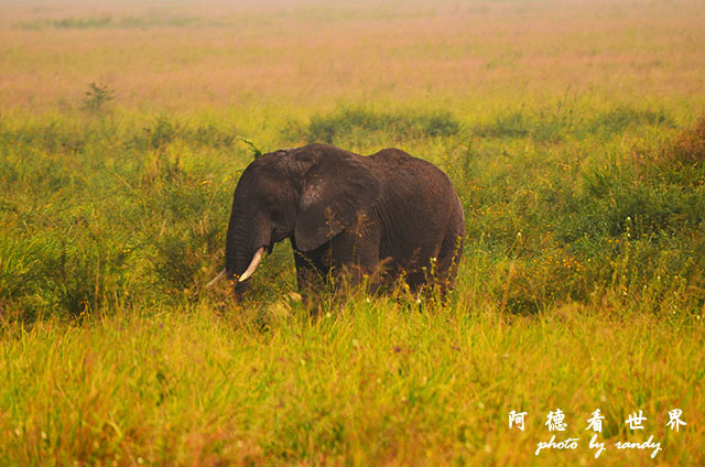 serengeti1D7000 199.JPG serengeti1D7000 199.JPG