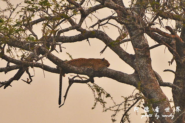 serengeti1D7000 200.JPG serengeti1D7000 200.JPG