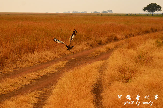 serengeti1D7000 214.JPG serengeti1D7000 214.JPG