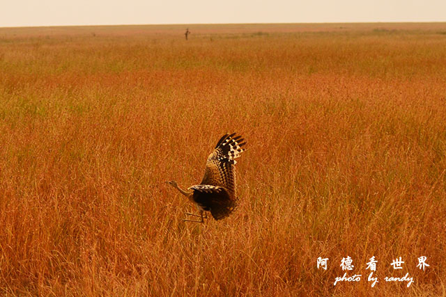 serengeti1D7000 217.JPG