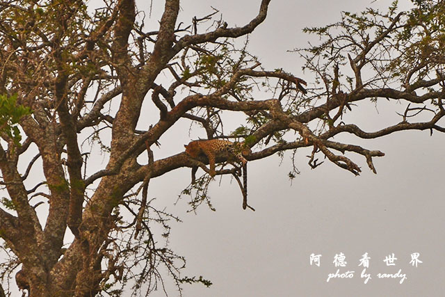 serengeti1D7000 219.JPG