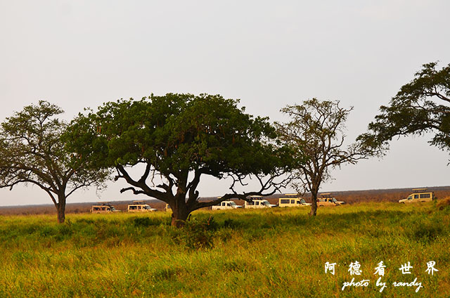 serengeti1D7000 220.JPG