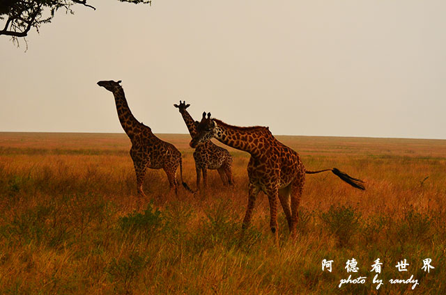 serengeti1D7000 229.JPG serengeti1D7000 229.JPG