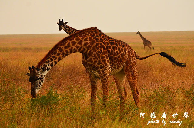 serengeti1D7000 230.JPG