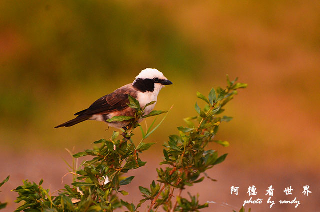 serengeti1D7000 242.JPG serengeti1D7000 242.JPG