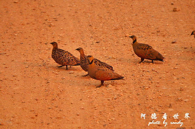 serengeti1D7000 250.JPG