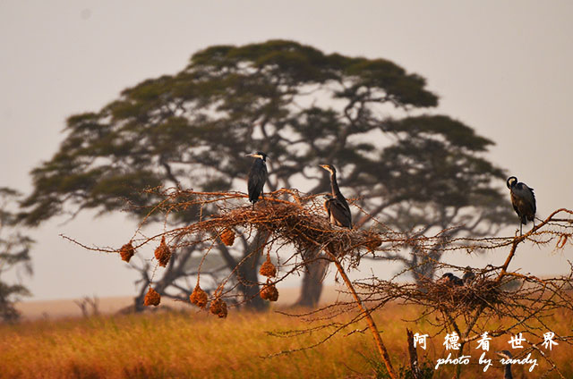 serengeti1D7000 247.JPG serengeti1D7000 247.JPG