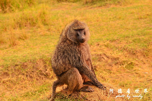 serengeti1D7000 263.JPG serengeti1D7000 263.JPG