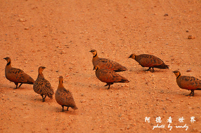 serengeti1D7000 252.JPG serengeti1D7000 252.JPG
