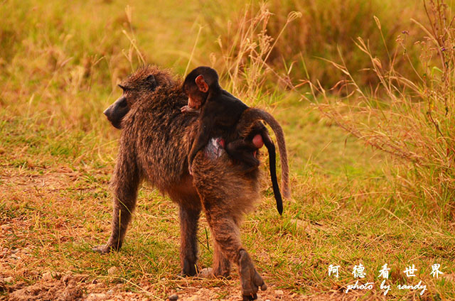 serengeti1D7000 265.JPG serengeti1D7000 265.JPG