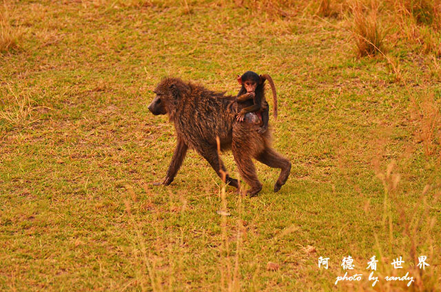 serengeti1D7000 269.JPG