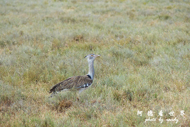 serengeti1FZ200 (119).JPG serengeti1FZ200 (119).JPG