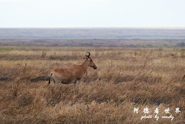 serengeti1FZ200 (123).JPG