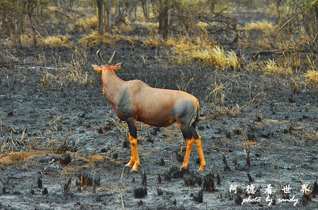 serengeti1D7000 277.JPG