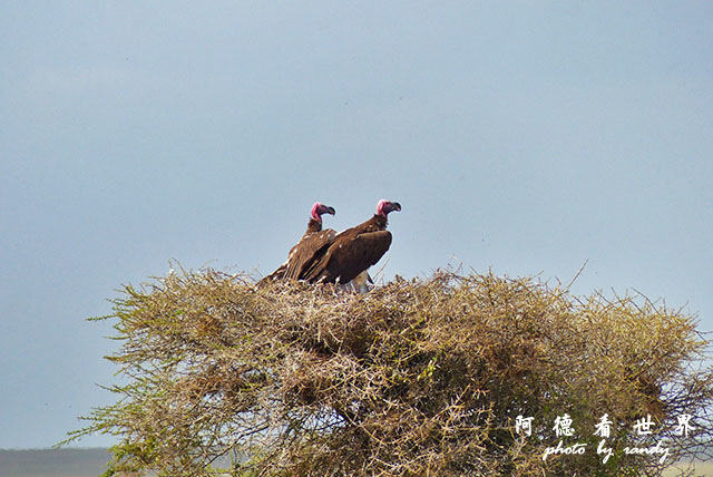 serengeti1FZ200 (130).JPG