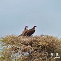 serengeti1FZ200 (130).JPG