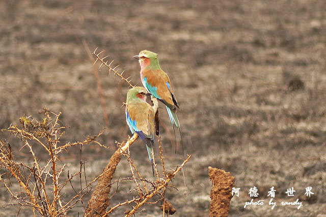 serengeti1FZ200 (159).JPG serengeti1FZ200 (159).JPG