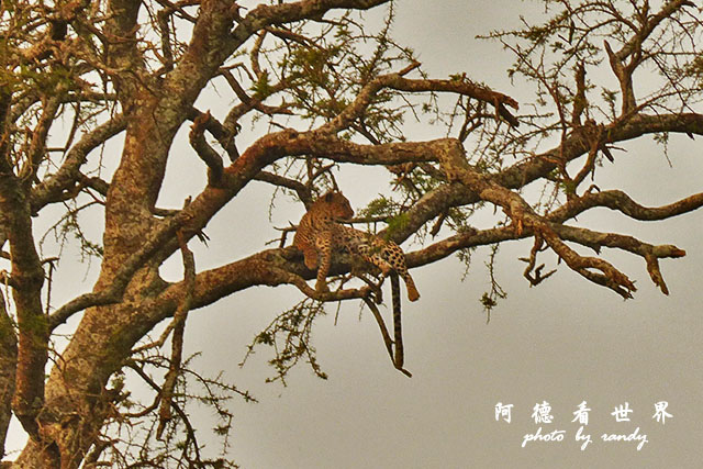 serengeti1FZ200 (149).JPG serengeti1FZ200 (149).JPG