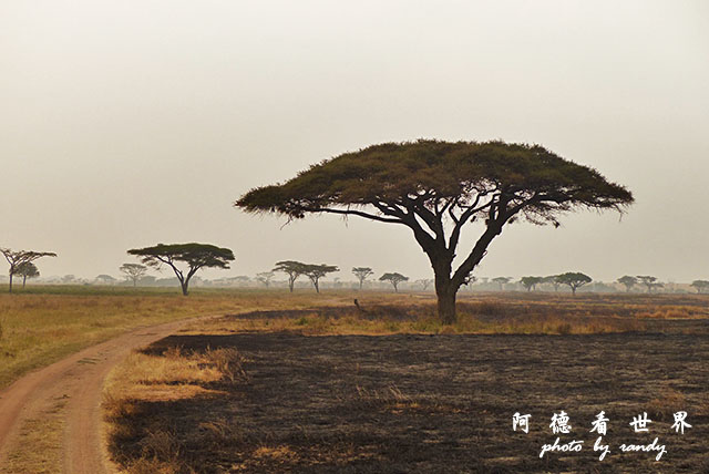 serengeti1FZ200 (161).JPG serengeti1FZ200 (161).JPG