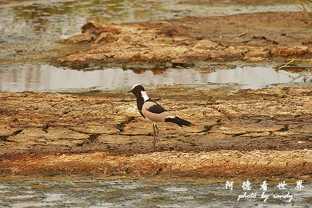 serengeti1FZ200 (180).JPG serengeti1FZ200 (180).JPG