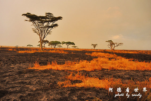 serengeti1P7700 132.JPG