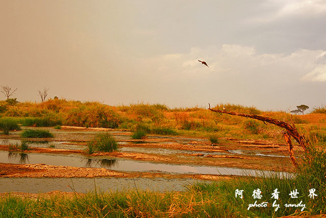 serengeti1P7700 136.JPG serengeti1P7700 136.JPG