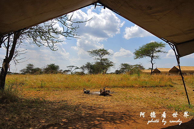 serengeti2P7700 095.JPG serengeti2P7700 095.JPG