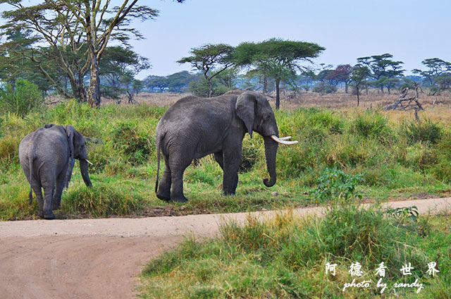 serengeti2D7000 015.JPG