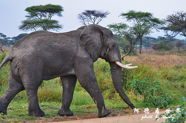 serengeti2D7000 017.JPG