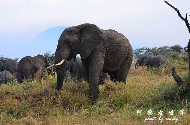 serengeti2D7000 024.JPG serengeti2D7000 024.JPG