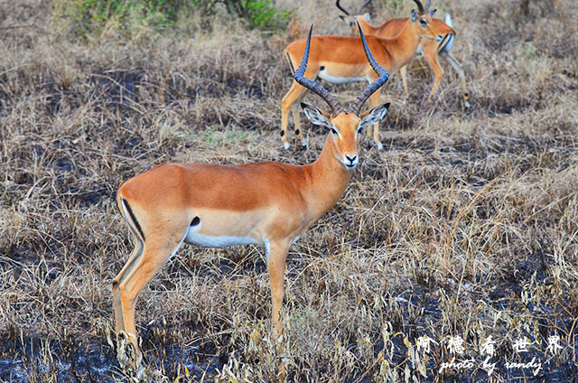 serengeti2D7000 028.JPG serengeti2D7000 028.JPG