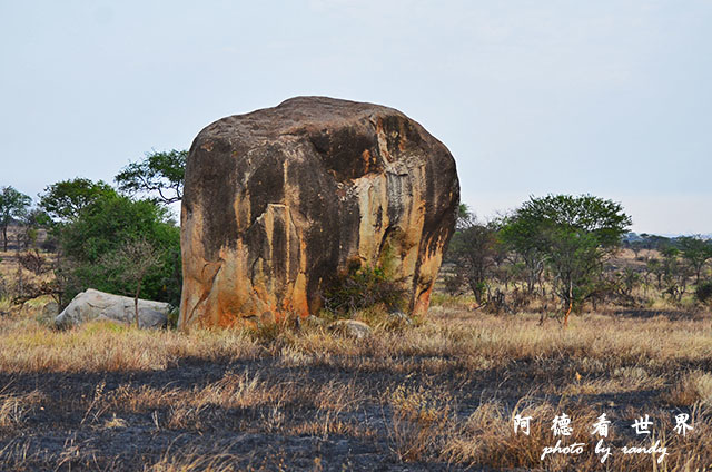 serengeti2D7000 031.JPG