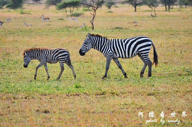serengeti2D7000 034.JPG serengeti2D7000 034.JPG
